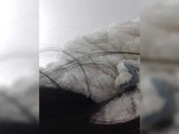 Selinababy99のBongacamsでセックスチャット